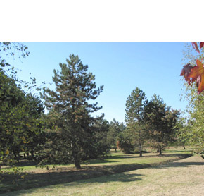 Les R�aux - image 22